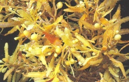 Sargassum fluitans.JPG