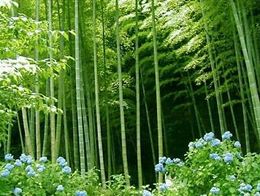 Bambusa bambos.jpg