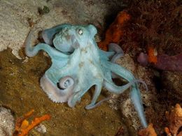 Octopus-Briareus.jpg