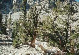 Pinus aristata.jpg