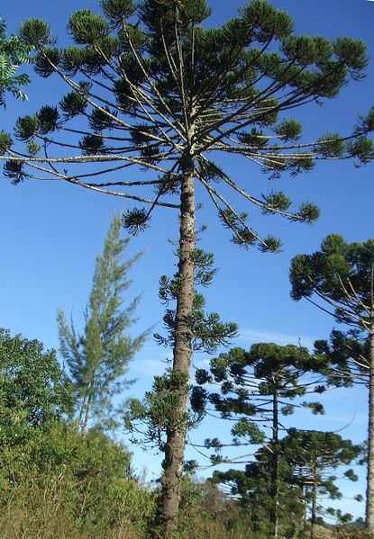 Archivo:Araucaria angustifolia.jpg