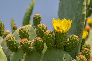 Opuntia-humifusa-un-cactus-con-flores-bonitas-y-coloridas2.jpg