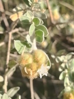 Croton pycnocephalus.jpeg