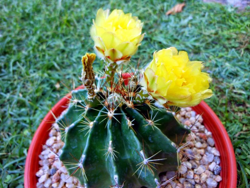 Archivo:Cactus de fresas 2.JPG