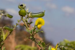 Crotalaria natalitia.jpg