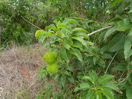 Croton inhambanensis.jpeg