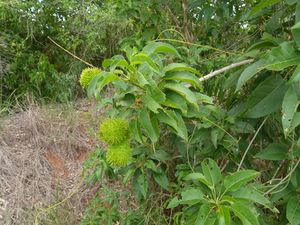 Croton inhambanensis.jpeg
