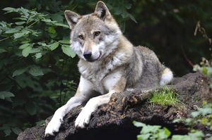 Dia internacional del lobo.jpg