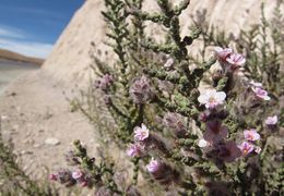 Acantholippia tarapacanaflores.jpeg