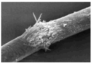 Tricorrexis nodosa 13036373tab02.gif