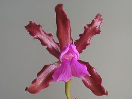 Cattleya elongata.jpg