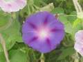 Ipomoea purpurea flor 3.jpg