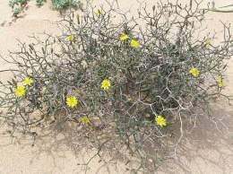 Launaea arborescens.jpg