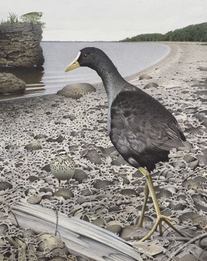 Fulica Chathamensis.jpg