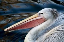 Pelicano rosado1.jpeg