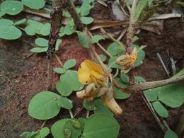 Crotalaria sertulifera.jpg