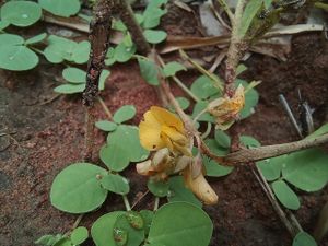 Crotalaria sertulifera.jpg