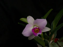 Laelia praestans Photo.jpg
