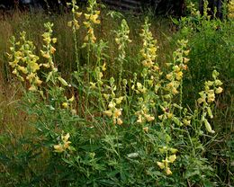 Crotalaria quinquefolia.jpg