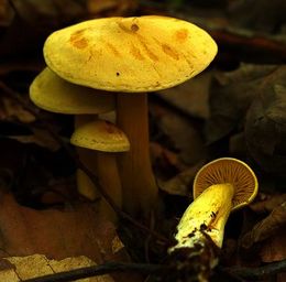 Tricholoma sulphureum.jpg