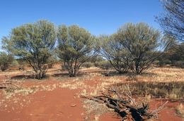 Acacia ayersiana.jpg