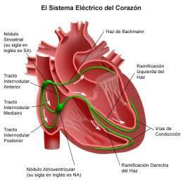 Cardiopatías.jpg