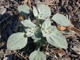 Croton setigerus.jpeg