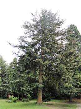 Abies chensiensis.jpg