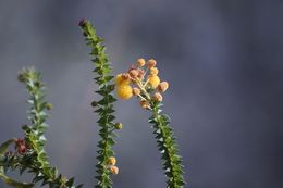 Acacia deltoidea.jpg