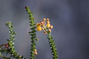 Acacia deltoidea.jpg