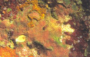 Madracis pharensis.JPG