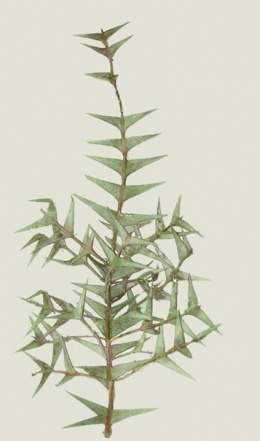 Phyllacanthus grisebachianus.jpg