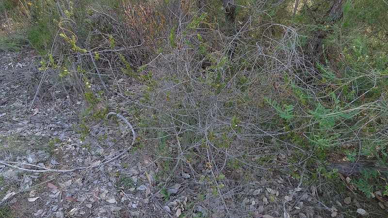 Archivo:Acacia hispidula.jpg