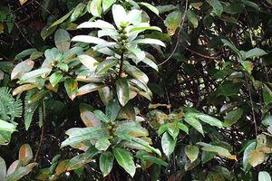 Ficus globosa.JPG