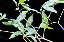 Ficus yoponensis.jpg