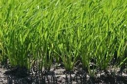 Cultivo de arroz.jpg