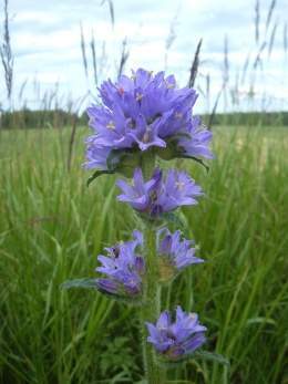 Campanula cervicaria.jpg