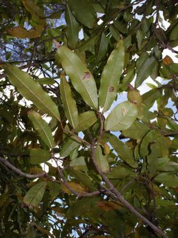 Ficus tiliifolia 01.jpg