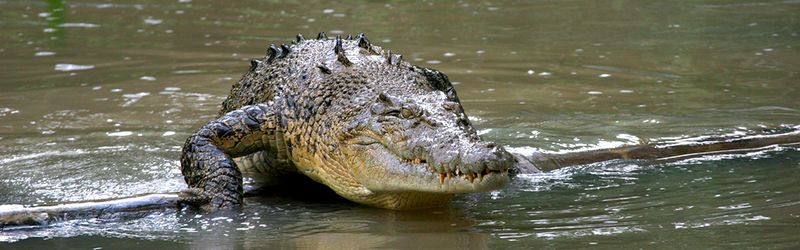 Archivo:Crocodile11.jpg