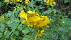 Crotalaria mocubensis.jpg