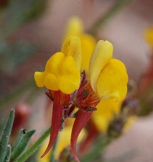 Linariahuteri.jpg