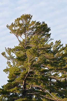 Pinus strobus.jpg