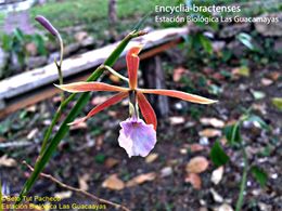 Encyclia-bractescens 20160506 1217126440.jpg