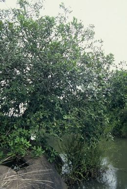 Ficus scott-elliottii.jpg