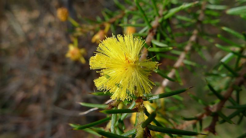 Archivo:Acacia echinula 3.jpg