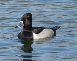 Aythya collaris, Ring-necked Duck.jpg