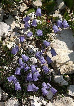 Campanula scheuchzeri.jpg