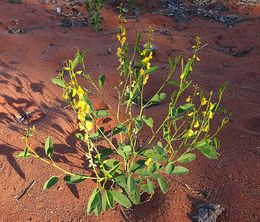Crotalaria novae-hollandiae.jpg