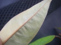 Croton hildebrandtii 1.jpg