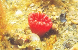 Balanophyllia floridana.JPG